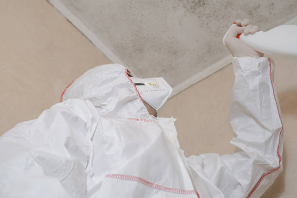 Best White Mold Remediation in USA